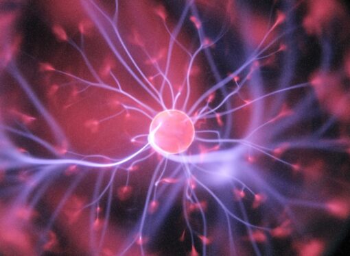 Impact of Warmer River Temperatures on Japanese Eel Populations Revealed