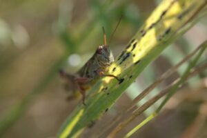 New Research Reveals Human Agreement with Animal Mating Calls