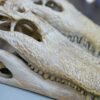 Scientists Discover Prehistoric Crocodile with Greyhound-Like Speed