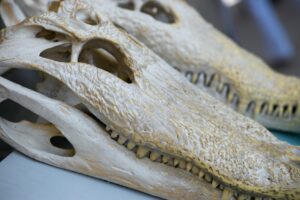 Scientists Discover Prehistoric Crocodile with Greyhound-Like Speed