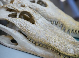 Scientists Discover Prehistoric Crocodile with Greyhound-Like Speed