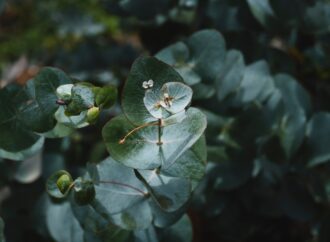 Scientists Unveil Spice Synergy Enhancing Anti-Inflammation 100x