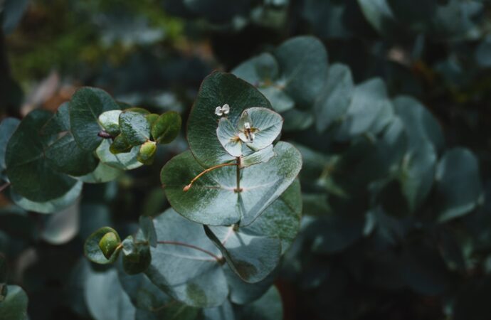 Scientists Unveil Spice Synergy Enhancing Anti-Inflammation 100x